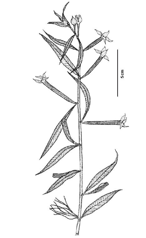 Clave Para Especies De Ludwigia L Onagraceae De La Regi N Nor Oriental E Insular De Venezuela