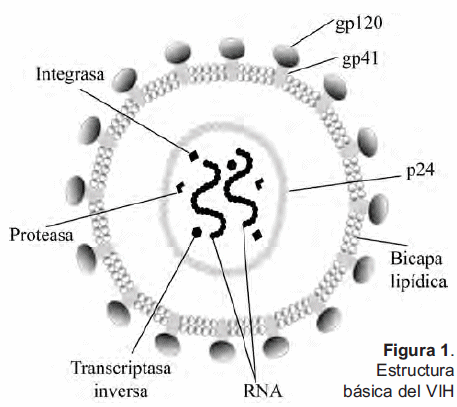 replicación del virus vih