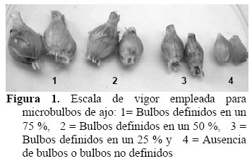 conservación in vitro de microbulbos de ajo allium sativum l