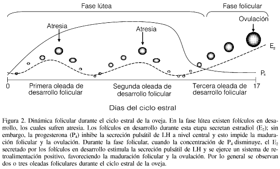 bucle de retroalimentación negativa