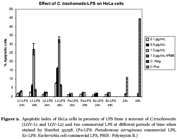 Increased cell membrane permeability of HeLa cells after C. trachomatis