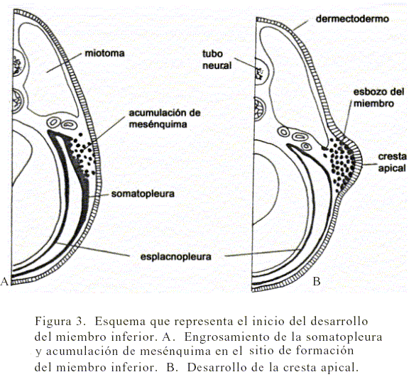 Sirenomelia