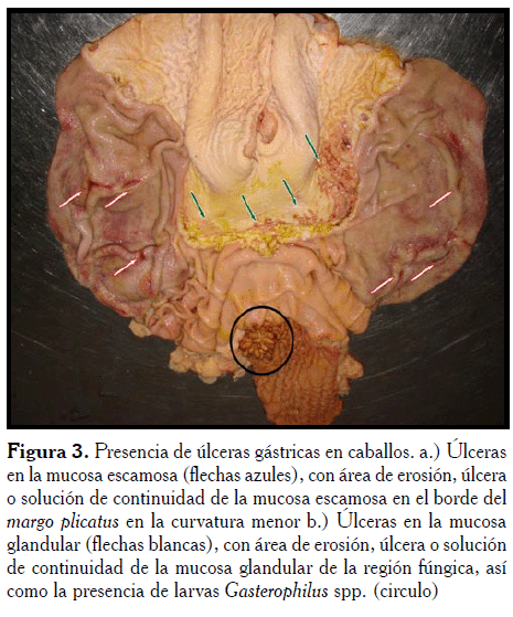 anatomía del estómago del caballo