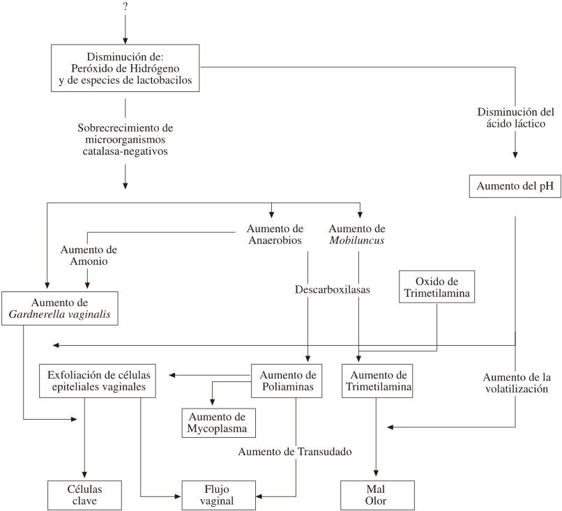 05 cistitis.jpg (69481 bytes)