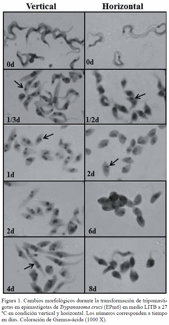 morfologia amastigota de leishmania