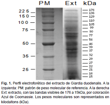 giardia lamblia igg positivo)