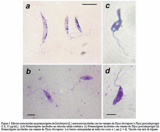 morfología de leishmania donovani