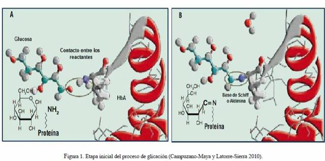 Hemoglobina Glicosilada O Hemoglobina Glicada Cual De Las Dos