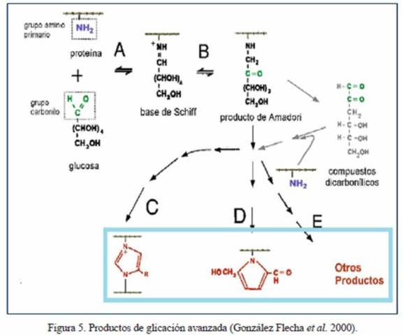 Hemoglobina Glicosilada O Hemoglobina Glicada Cual De Las Dos