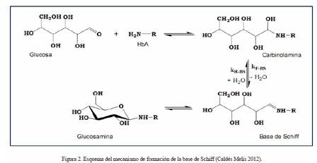 Hemoglobina Glicosilada O Hemoglobina Glicada Cual De Las Dos