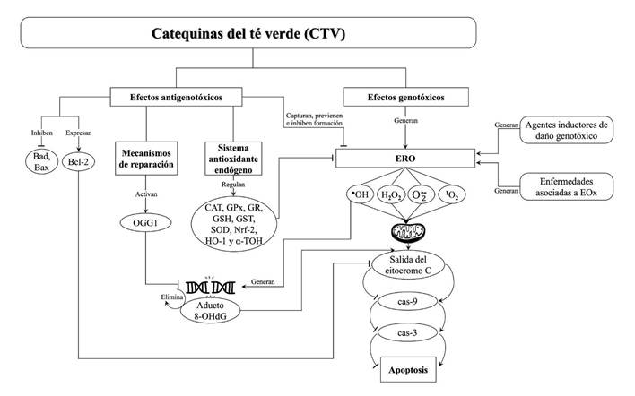 Té Verde: 10 beneficios con evidencia científica contraindicaciones