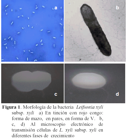 Identificación y caracterización de leifsonia xyli subsp. xyli como ...