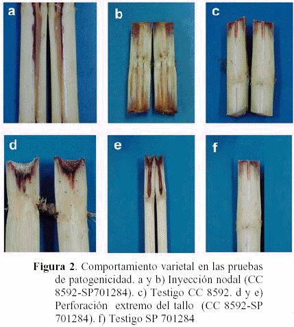 Identificación y caracterización de leifsonia xyli subsp. xyli como ...