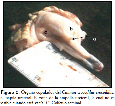 Morfología de las vías urinarias de la baba macho (Caiman crocodilus  crocodilus)