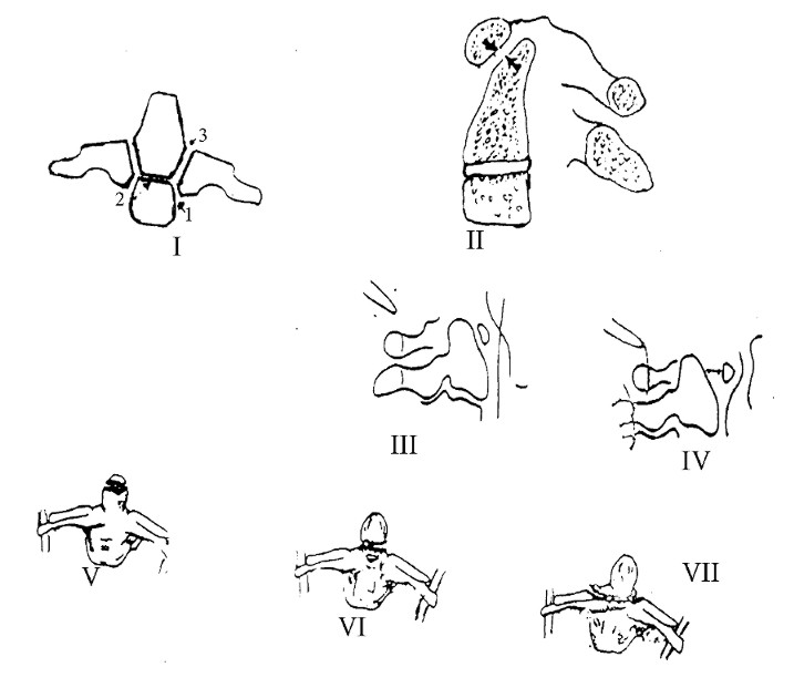 01 Anatomia 5.jpg (50786 bytes)