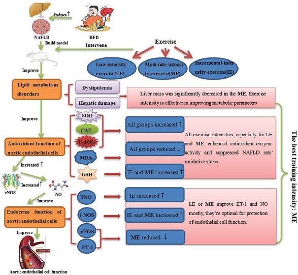 The effect of varied exercise intensity on antioxidant function, aortic ...