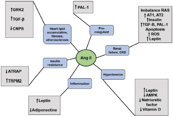 Angiotensin II and human obesity. A narrative review of the pathogenesis.
