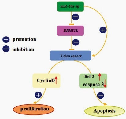 Expression of MiR-20a-5p and its target gene in colon cancer and its ...