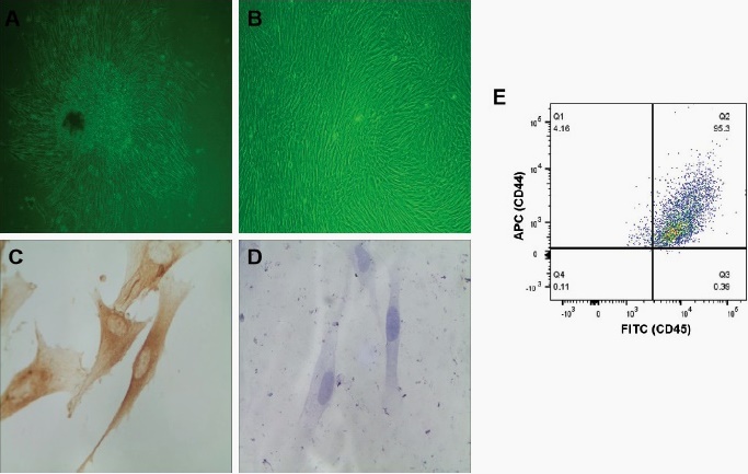 Hdpcs Cell Insulin-like growth factor-1 promotes the proliferation and odontogenic ...