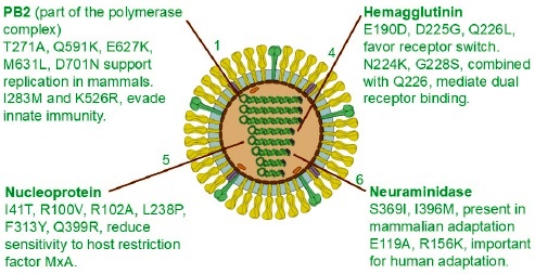 The ongoing panzootic of avian Influenza A (H5N1) and its potential ...